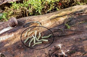 Extra Carp Line Aligner Rig (10 lu Paket)